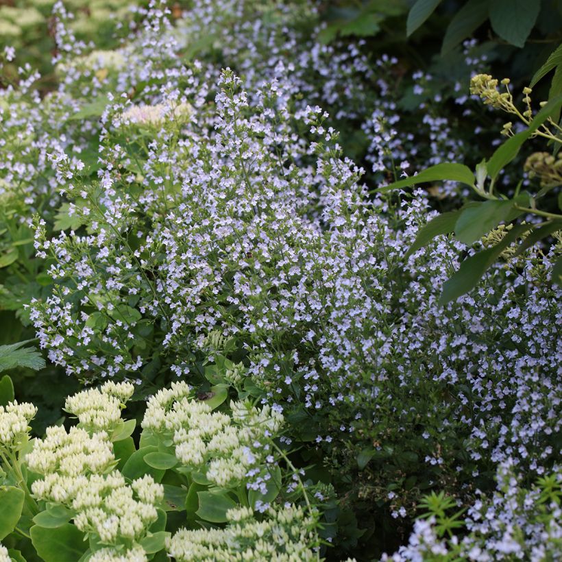 Kivikkokäenminttu - Calamintha nepeta (Kasvutapa)