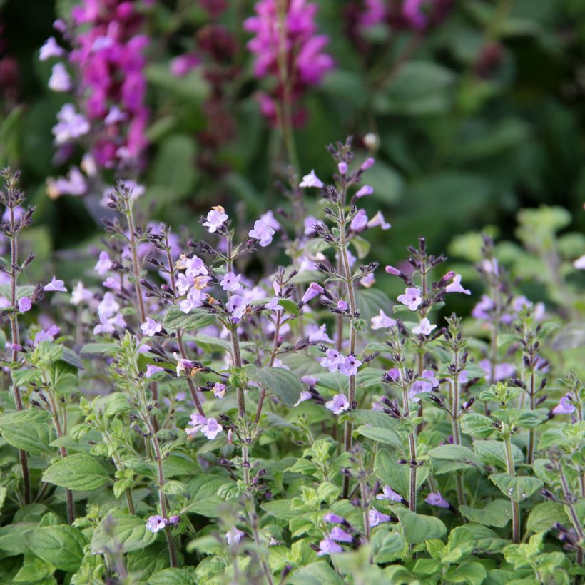 Calamintha nepeta Marvelette Blue (Kukinta)