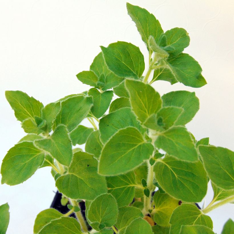 Kivikkokäenminttu Weisser Riese (Lehvistö)