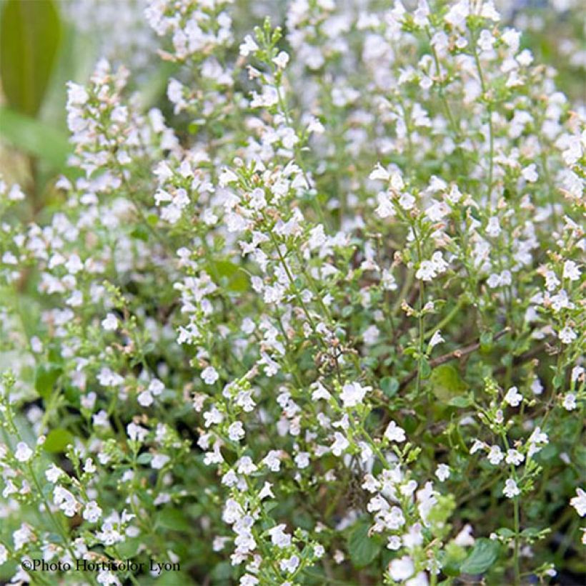 Calamintha sylvatica Menthe (Kukinta)