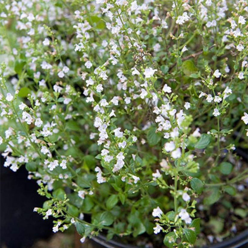 Calamintha sylvatica Menthe (Kasvutapa)