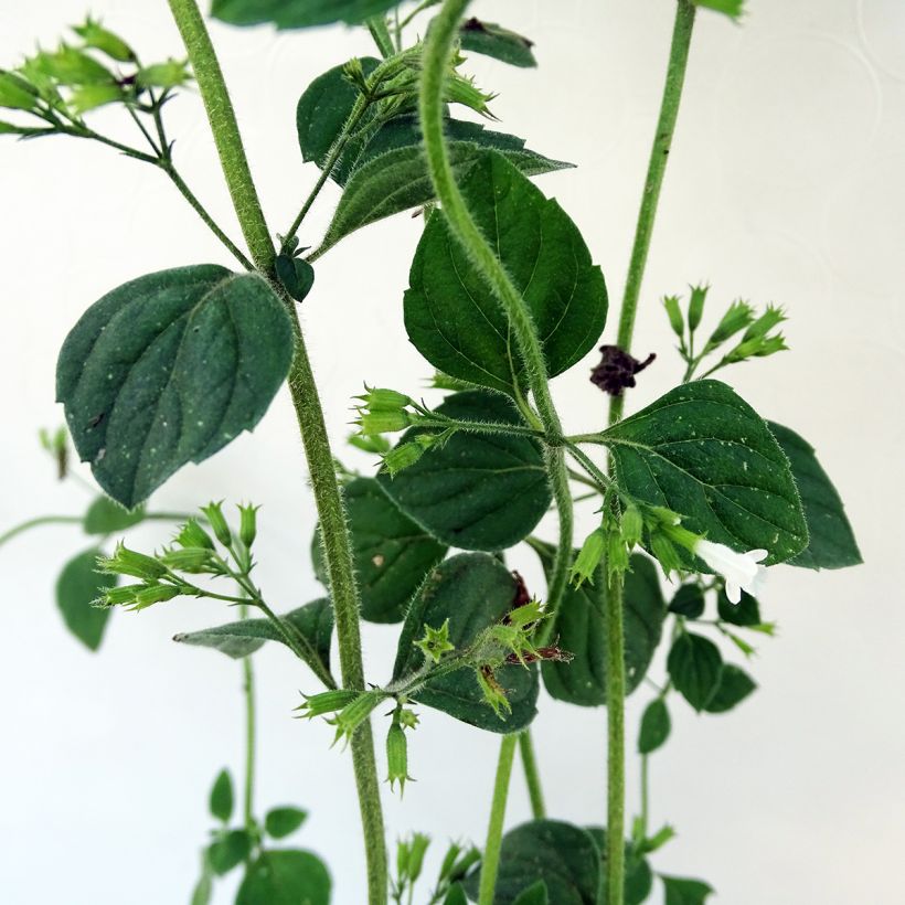 Calamintha sylvatica Menthe (Lehvistö)