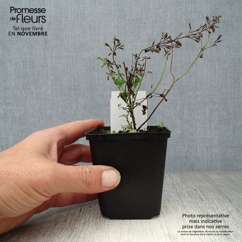 Esimerkki syksyllä toimitetusta Calamintha sylvatica Menthe 8/9 cm taimiruukku-taimesta