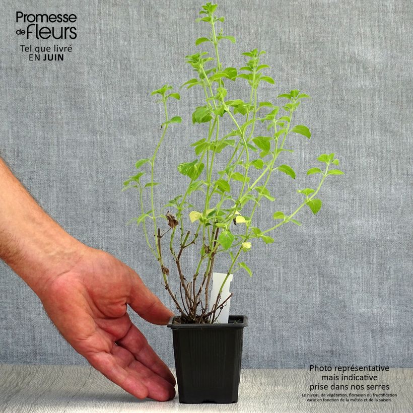 Esimerkki kesällä toimitetusta Calamintha sylvatica Menthe Taimiruukku 8/9 cm-taimesta