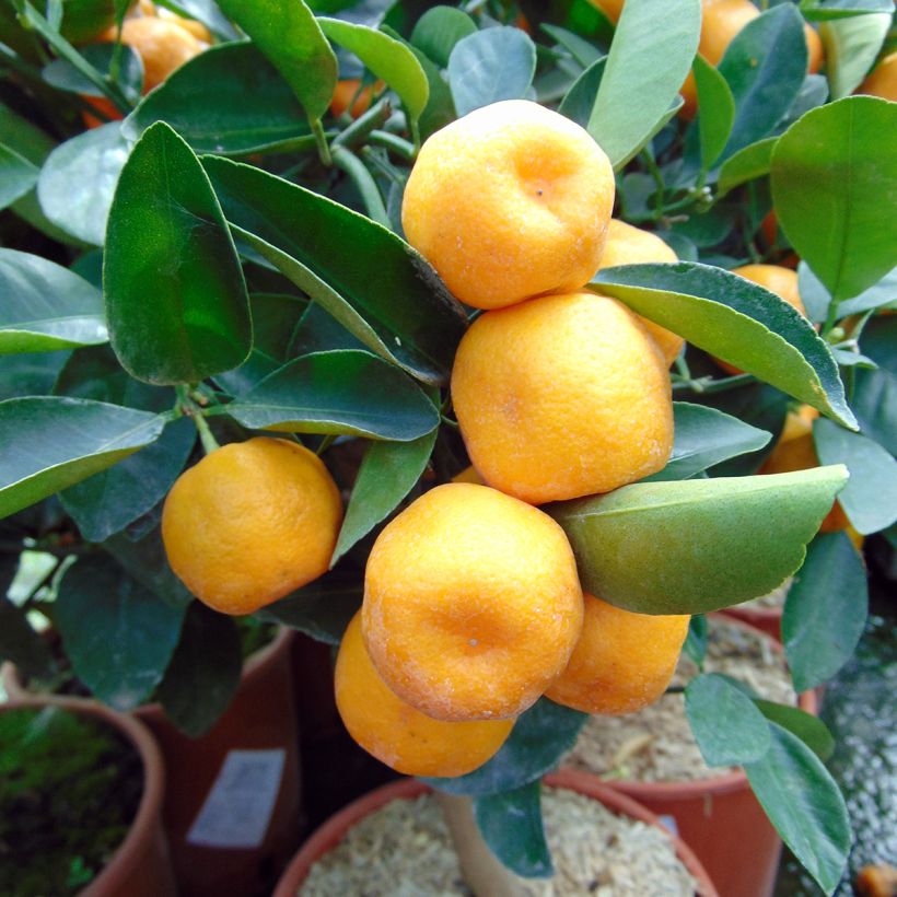 Kalamondiini - Citrus madurensis (Sadonkorjuu)