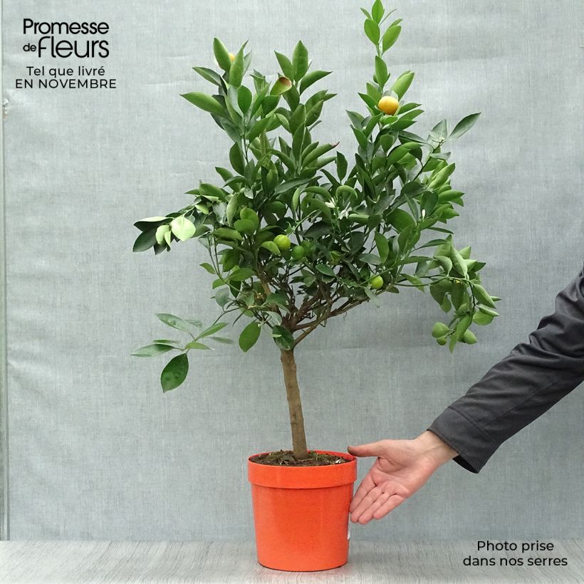 Esimerkki syksyllä toimitetusta Kalamondiini - Citrus madurensis 4 litran/5 litran ruukku, 1/4 runko-taimesta