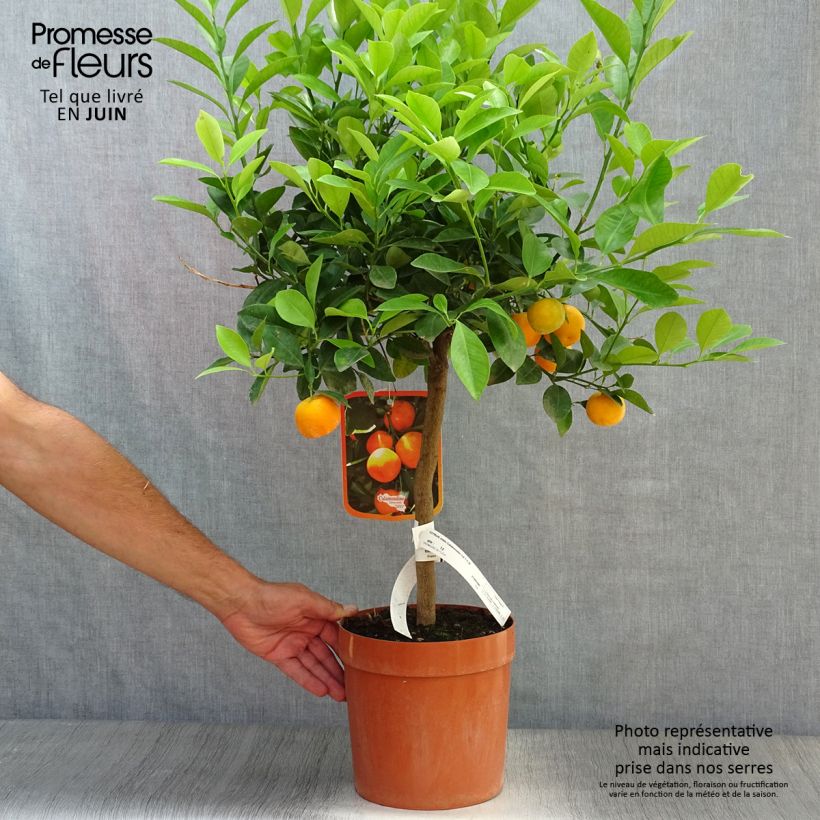 Esimerkki kesällä toimitetusta Kalamondiini - Citrus madurensis 4 litran/5 litran ruukku, 1/4 runko-taimesta