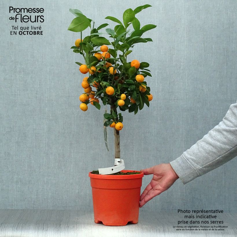 Esimerkki syksyllä toimitetusta Kalamondiini - Citrus madurensis 6 litran/7 litran ruukku, Runko-taimesta