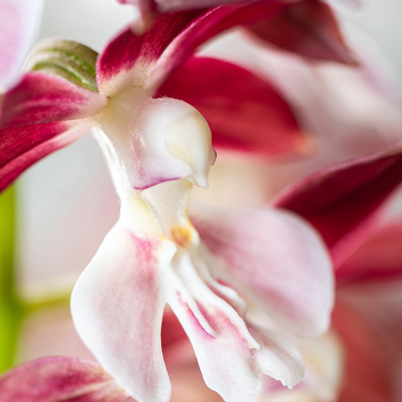 Heidinkämmekä Kozu x Tonk (Flowering)