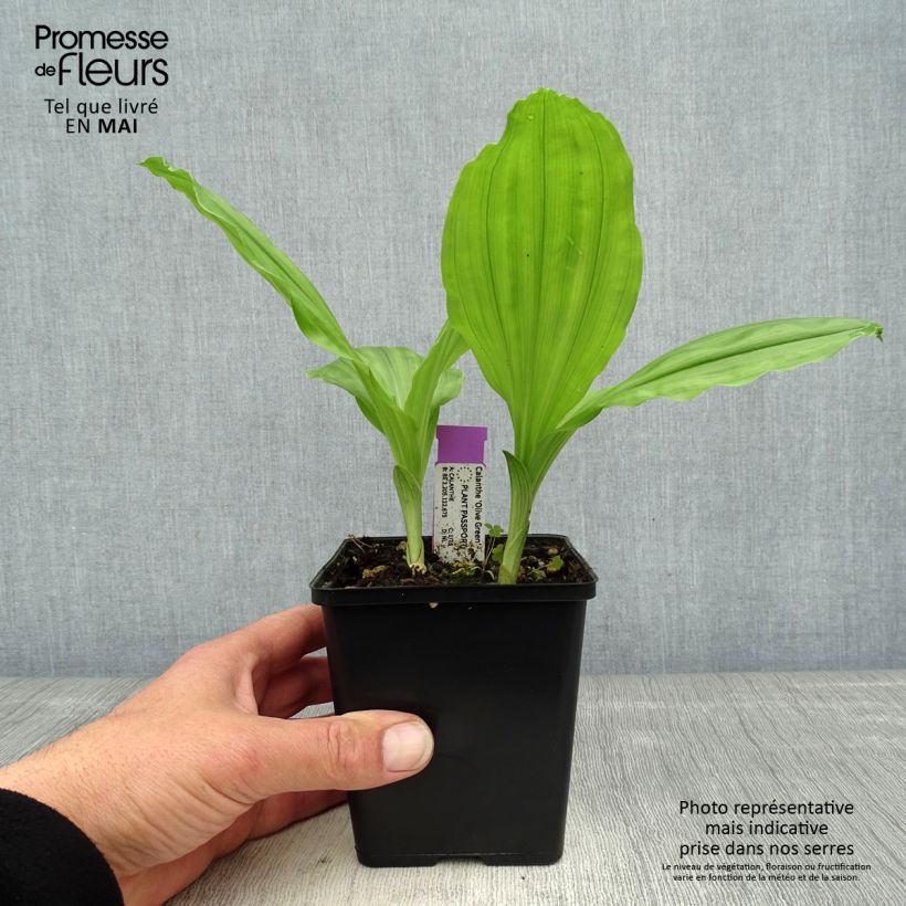 Example of Heidinkämmekä Olive Green Pot de 1,5L/2L as you get in printemps