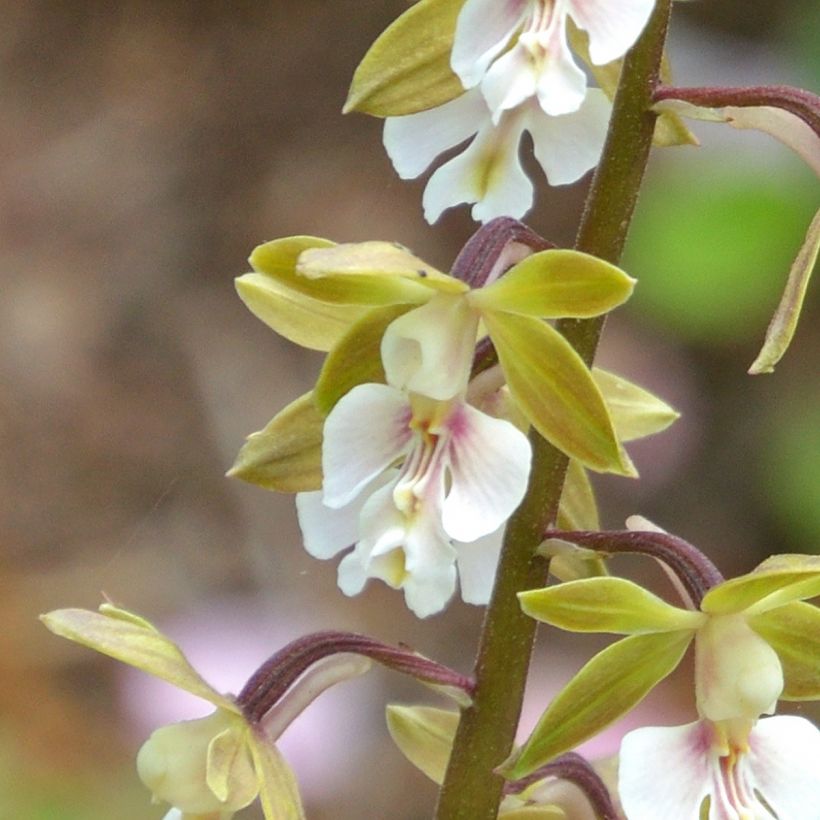 Heidinkämmekä Olive Green (Flowering)