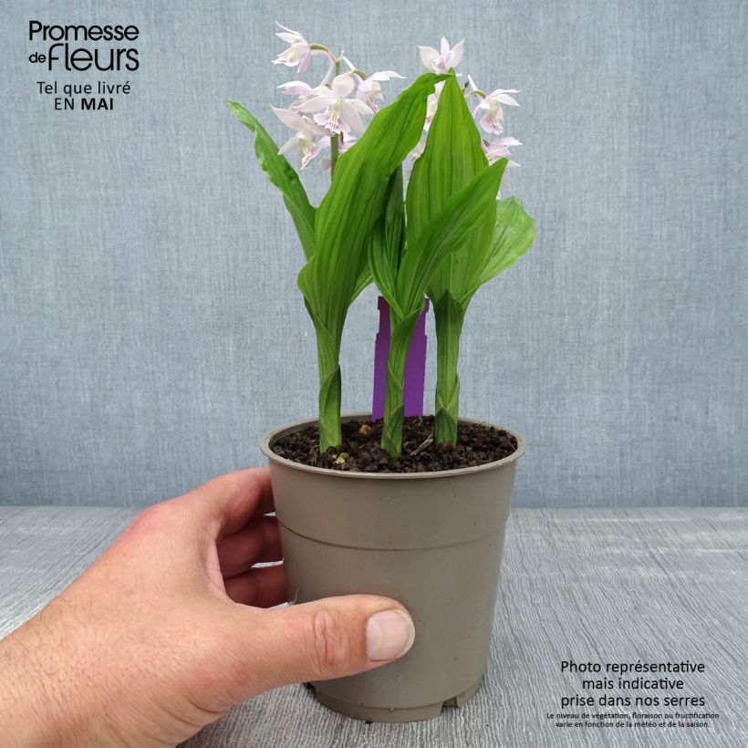 Example of Heidinkämmekä Pink & Cream Pot de 1,5L/2L as you get in printemps