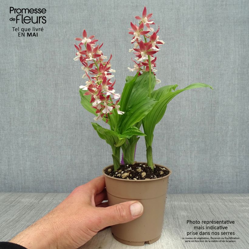 Example of Heidinkämmekä Red Sunset Pot de 1L/1,5L as you get in printemps