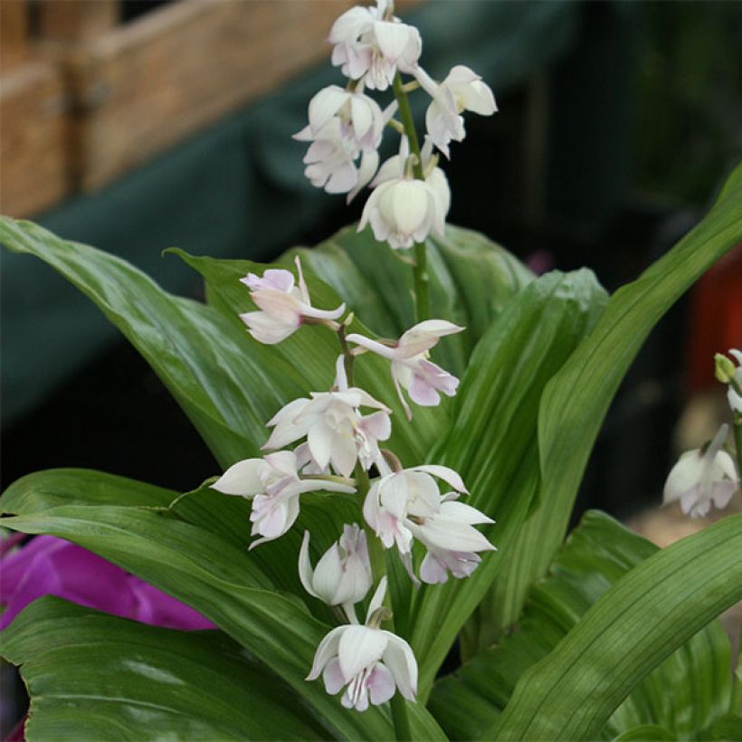 Heidinkämmekä - Calanthe aristulifera (Flowering)