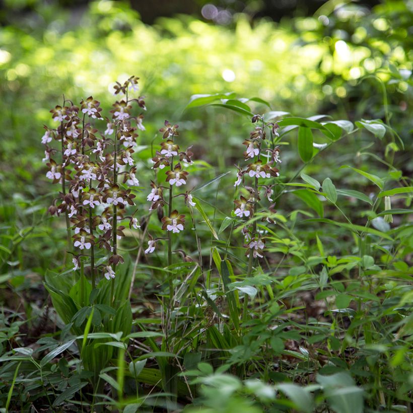 Heidinkämmekä - Calanthe discolor (Plant habit)