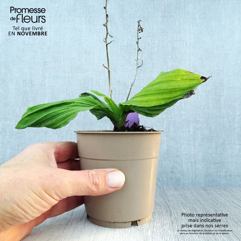 Esimerkki syksyllä toimitetusta Heidinkämmekä - Calanthe reflexa 1,5 litran / 2 litran kannu Koko I-taimesta