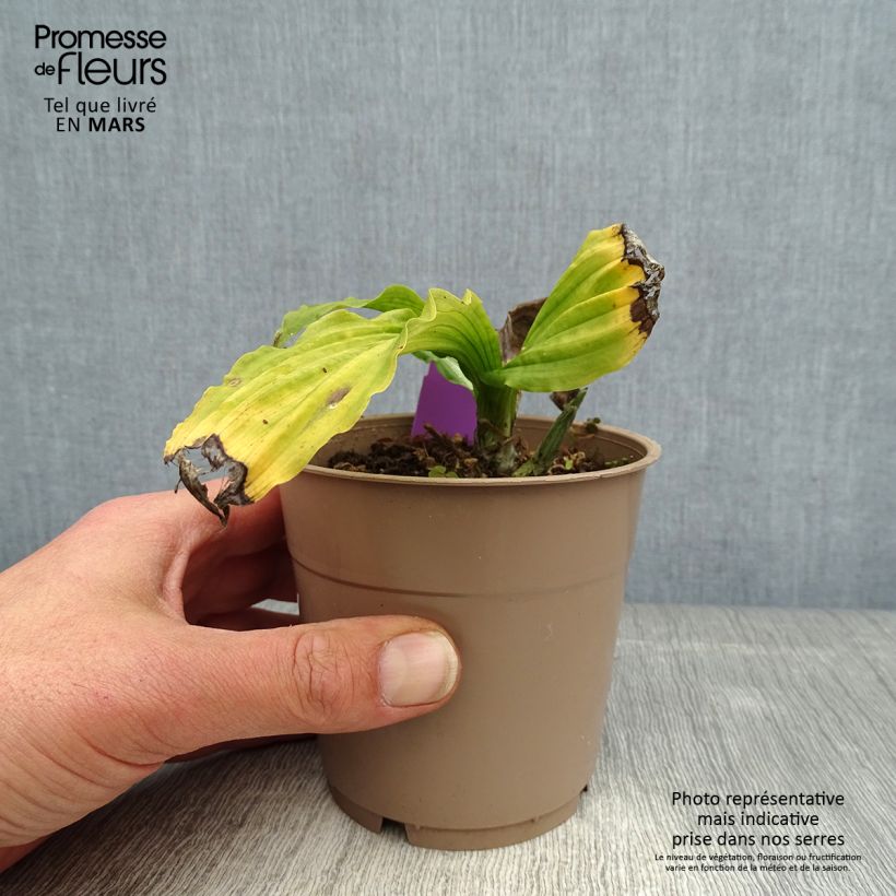 Example of Heidinkämmekä - Calanthe reflexa Pot de 1,5L/2L size I as you get in printemps