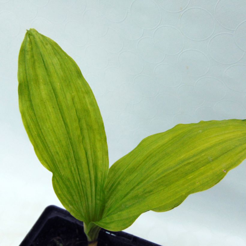 Heidinkämmekä - Calanthe sieboldii (Foliage)