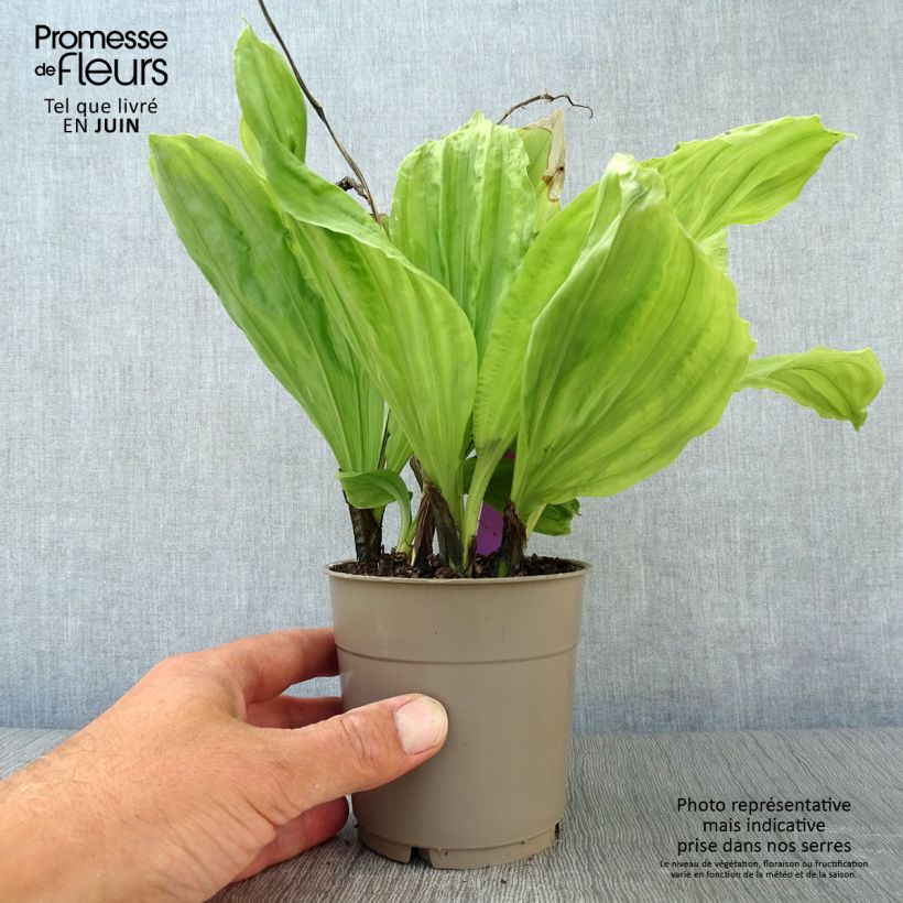 Esimerkki kesällä toimitetusta Heidinkämmekä - Calanthe sieboldii Pot de 1L/1,5L-taimesta