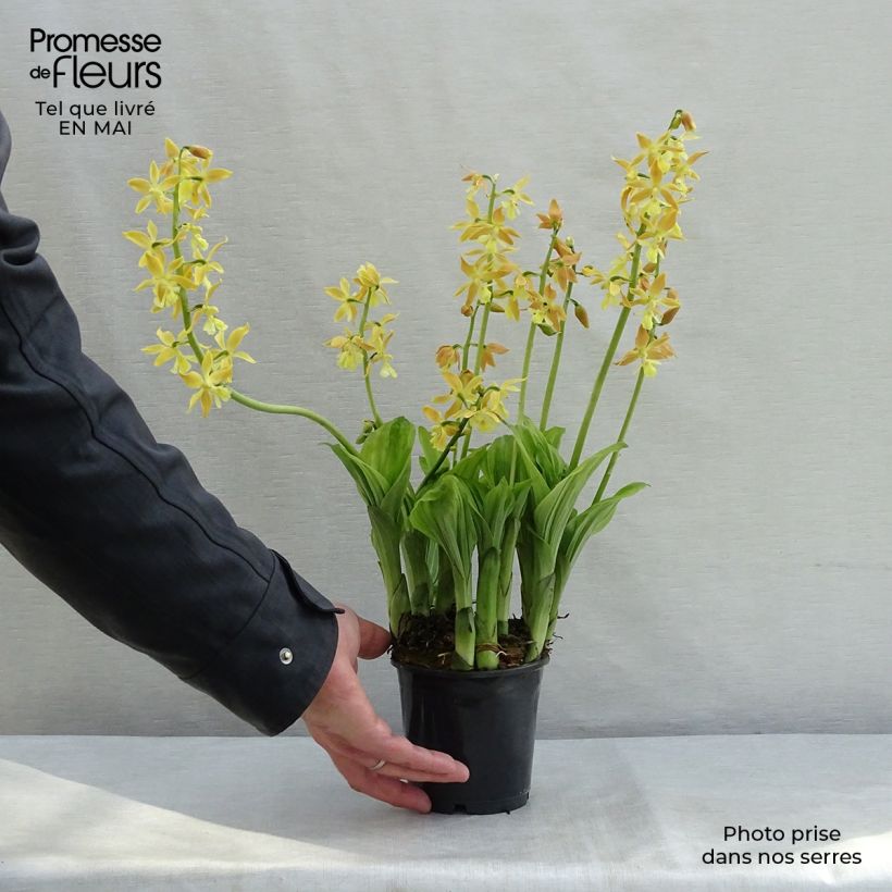 Example of Heidinkämmekä - Calanthe sieboldii Pot de 1L/1,5L as you get in printemps