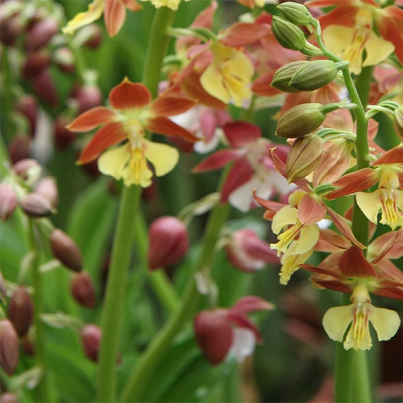 Heidinkämmekä - Calanthe tricarinata (Flowering)