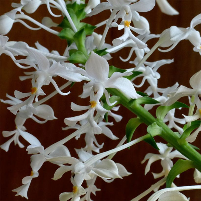 Heidinkämmekä - Calanthe triplicata (Flowering)