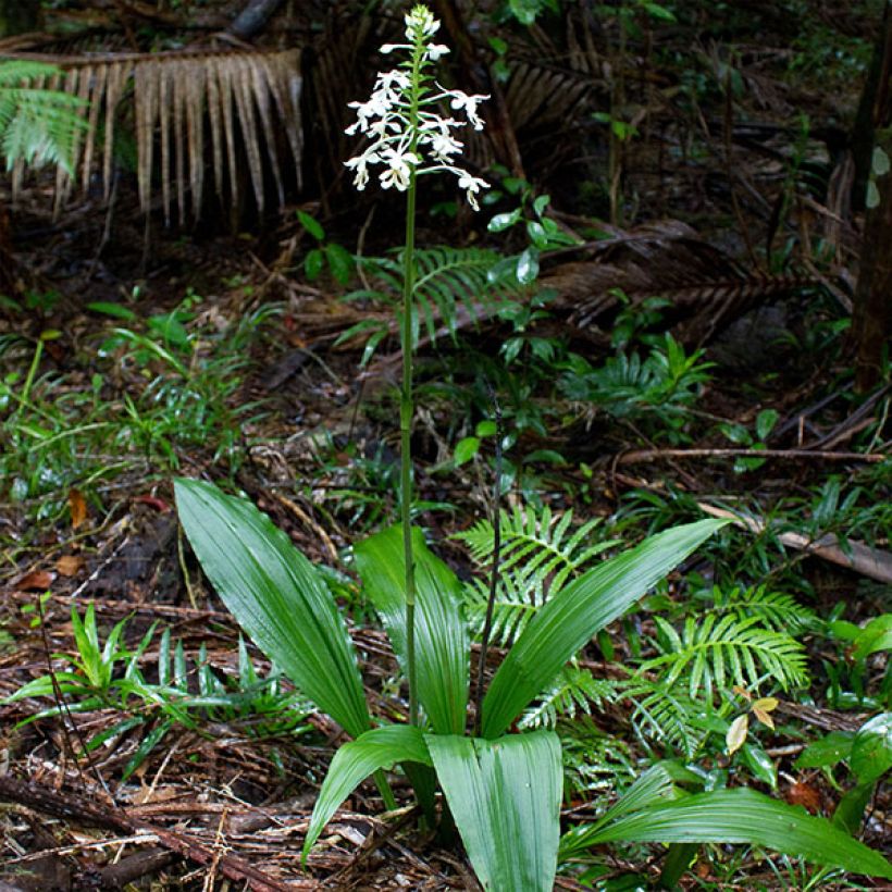 Heidinkämmekä - Calanthe triplicata (Plant habit)