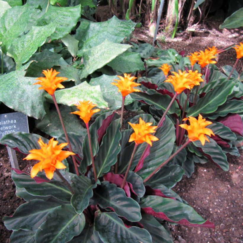 Tähkämaija - Calathea crocata (Kasvutapa)