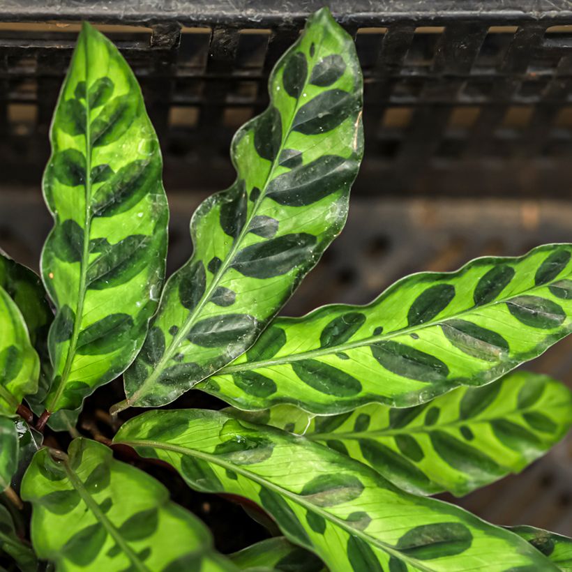 Marmorimaija - Calathea insignis (Lehvistö)