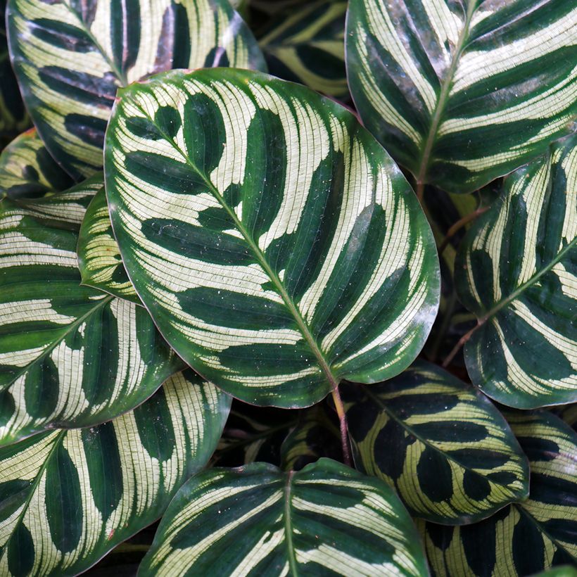 Maija - Calathea makoyana (Lehvistö)