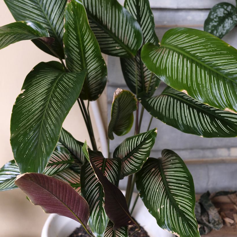 Maija - Calathea ornata (Kasvutapa)