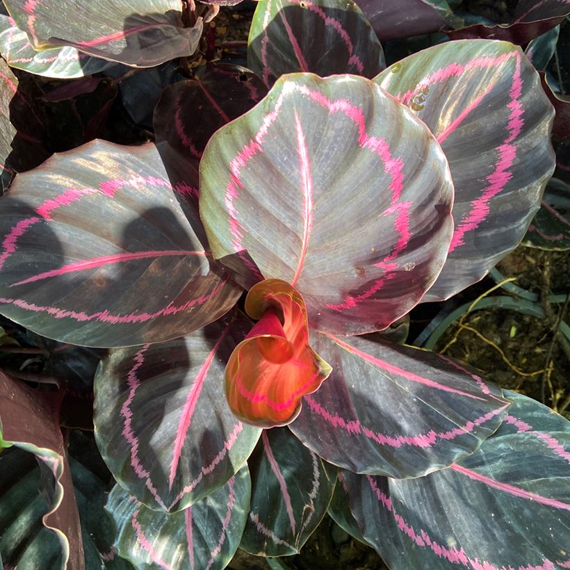 Maija - Calathea roseopicta (Lehvistö)