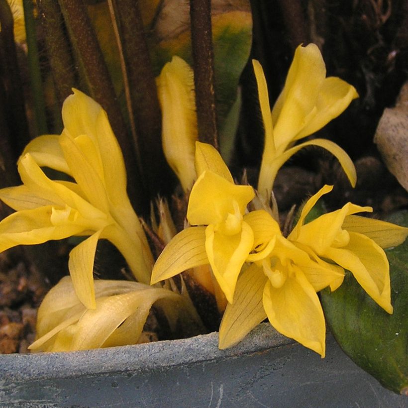 Aaltomaija - Calathea rufibarba (Kukinta)