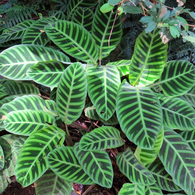 Seepramaija - Calathea zebrina (Lehvistö)