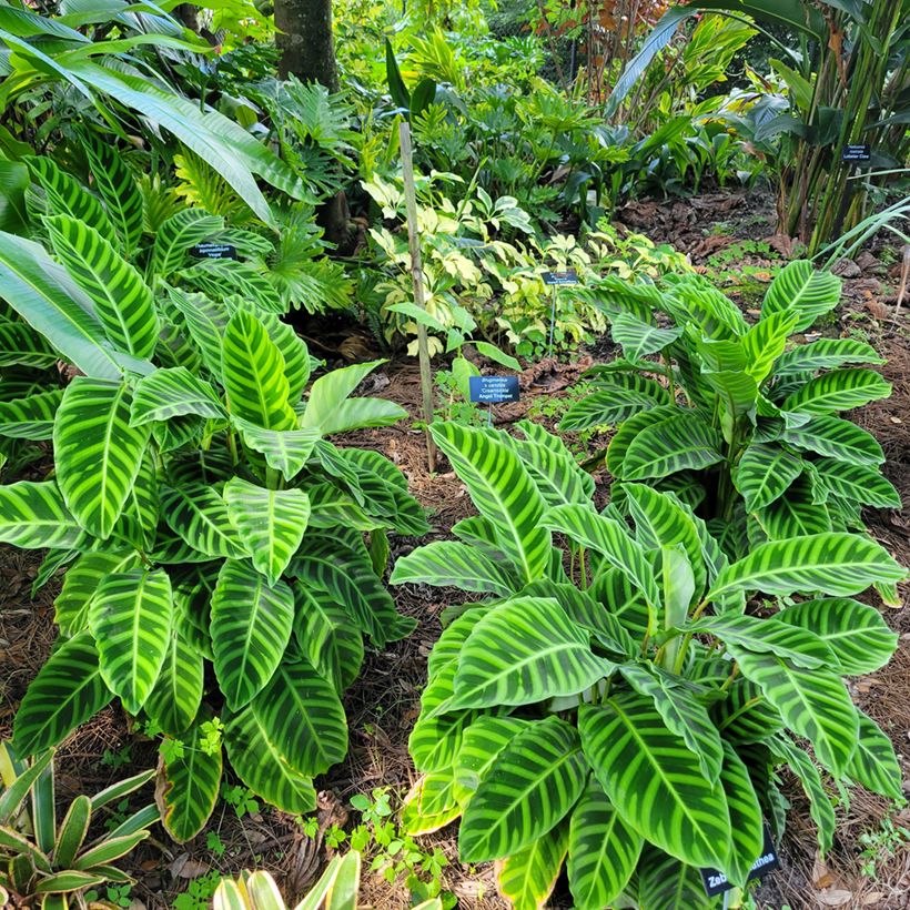 Seepramaija - Calathea zebrina (Kasvutapa)