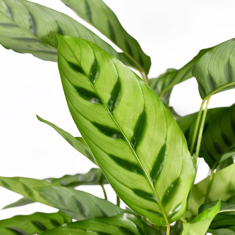 Calathea sanguinea (Lehvistö)