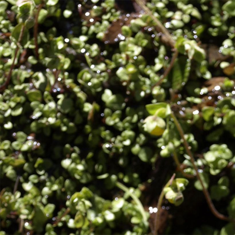 Calceolaria tenella (Lehvistö)