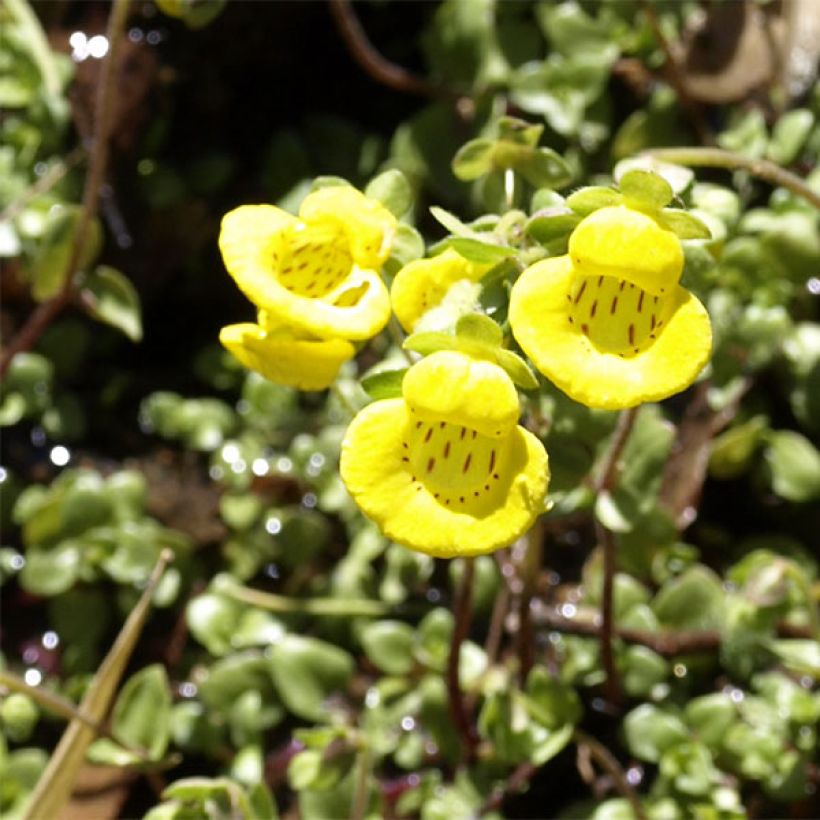 Calceolaria tenella (Kukinta)