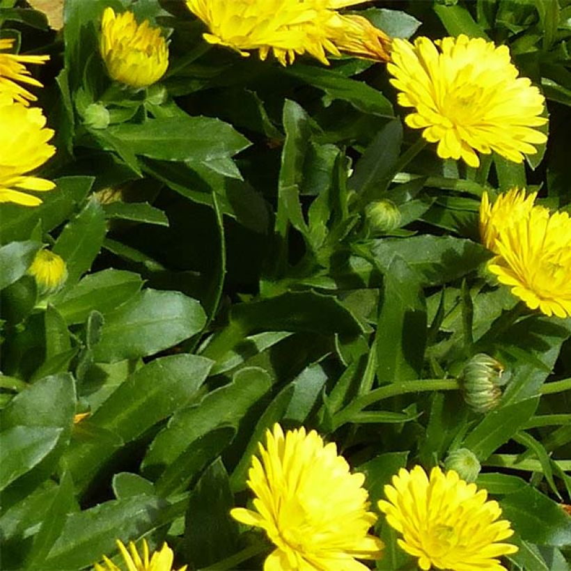 Kehäkukka Powerdaisy Sunny (Lehvistö)