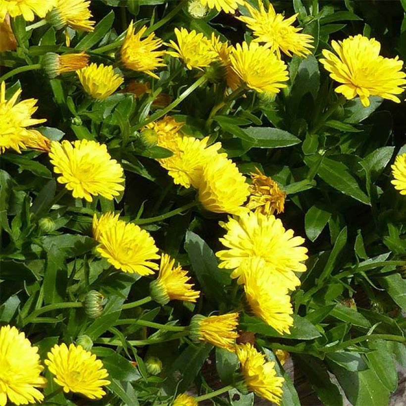 Kehäkukka Powerdaisy Sunny (Kukinta)