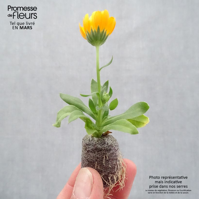 Esimerkki keväällä toimitetusta Kehäkukka Powerdaisy Tango Mini-motte Ø 3/4 cm-taimesta