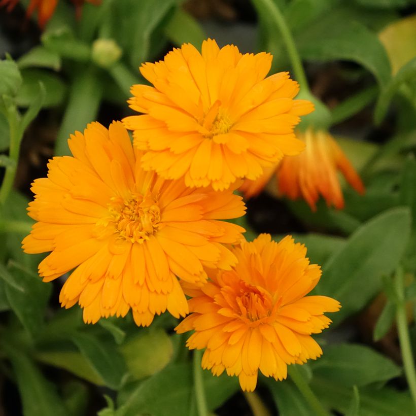 Kehäkukka Powerdaisy Tango (Kukinta)