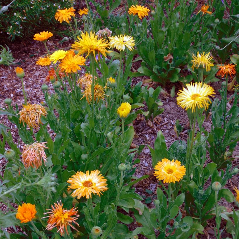 Kehäkukka (siemenet) - Calendula officinalis (Kasvutapa)