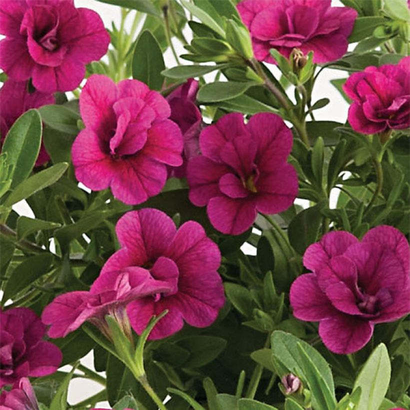 Miljoonakello Can-Can Rosies Pink (Kukinta)