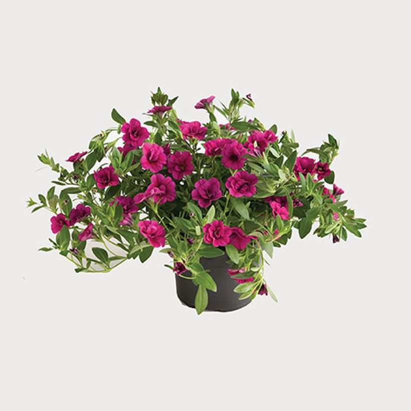 Miljoonakello Can-Can Rosies Pink (Kasvutapa)