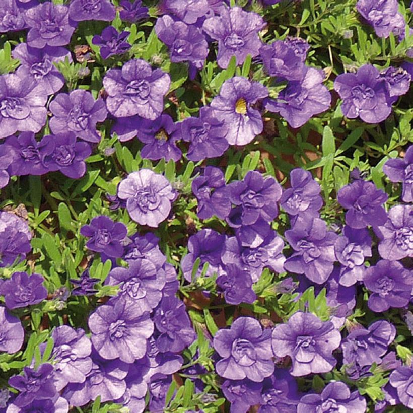Miljoonakello Can-Can Rosies Blue (Kukinta)