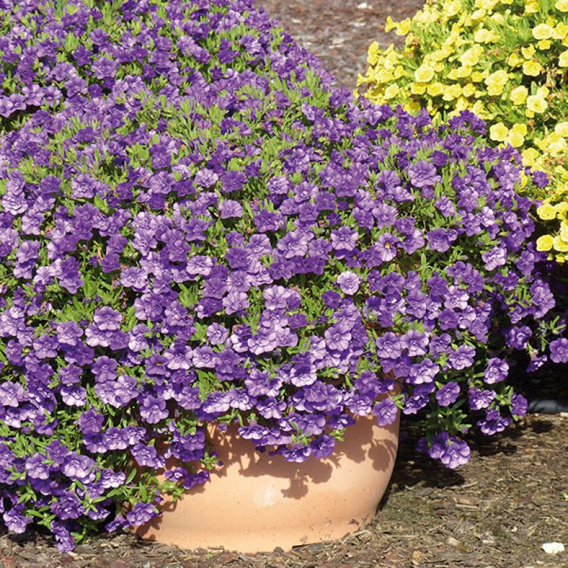 Miljoonakello Can-Can Rosies Blue (Kasvutapa)