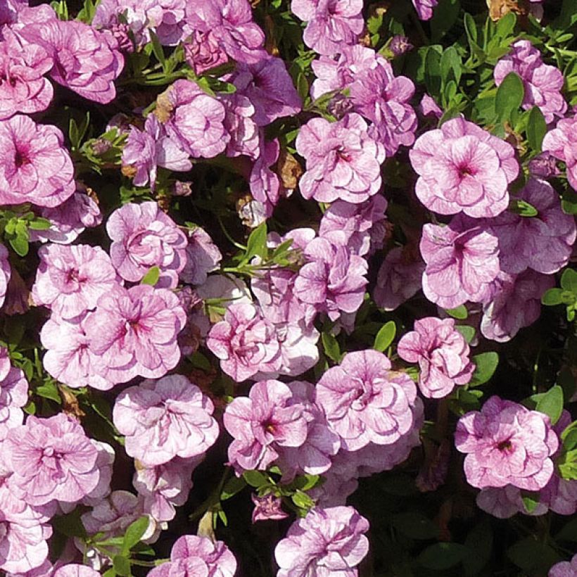 Miljoonakello Can-Can Rosies Pink Vein (Kukinta)
