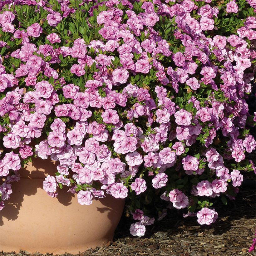 Miljoonakello Can-Can Rosies Pink Vein (Kasvutapa)