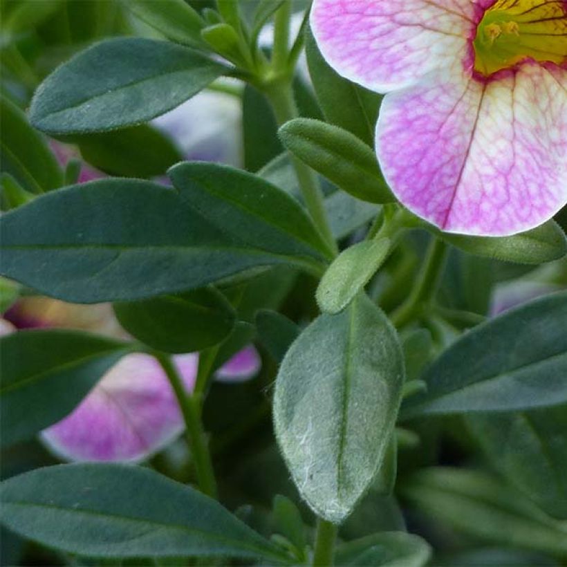 Miljoonakello Chamaeleon Pink Passion (Lehvistö)